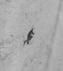 Mompha murtfeldtella