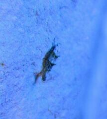 Mompha murtfeldtella