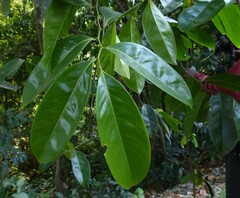 Artabotrys zeylanicus