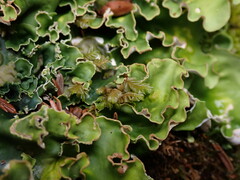 Plagiochila porelloides