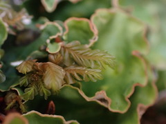 Plagiochila porelloides