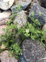 Eucrypta chrysanthemifolia