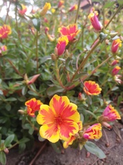 Portulaca
