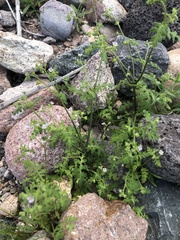 Eucrypta chrysanthemifolia
