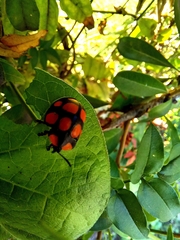 Botanochara decempustulata