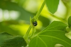 Chinavia erythrocnemis