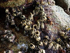 Semibalanus cariosus