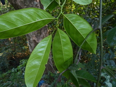 Artabotrys zeylanicus