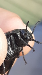 Gyriosomus