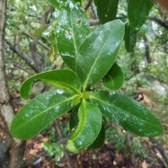 Avicennia