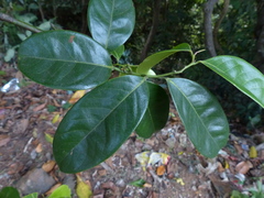 Artabotrys zeylanicus