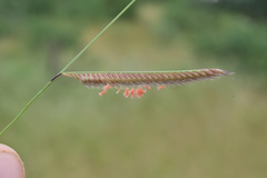 Bouteloua barbata rothrockii