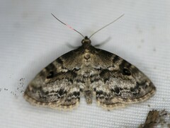 Melanomma auricinctaria