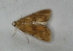 Elophila gyralis