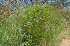 Bouteloua barbata rothrockii
