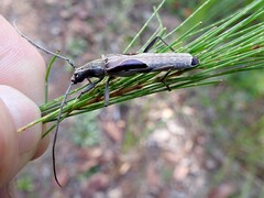 Uracanthus triangularis
