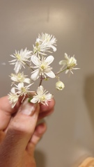 Clematis