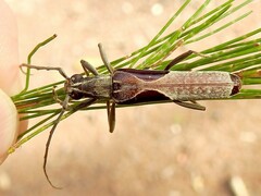 Uracanthus triangularis