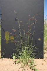Bouteloua barbata rothrockii