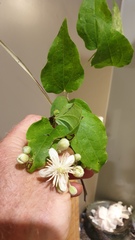 Clematis