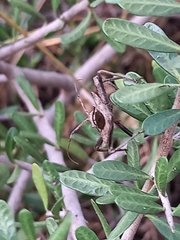 Harpactor tuberculosus