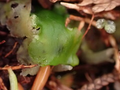 Pellia neesiana