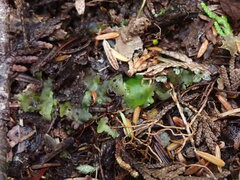 Pellia neesiana