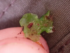Pellia neesiana