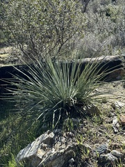 Hesperoyucca whipplei