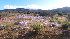 Leucocoryne purpurea