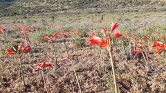 Zephyranthes phycelloides