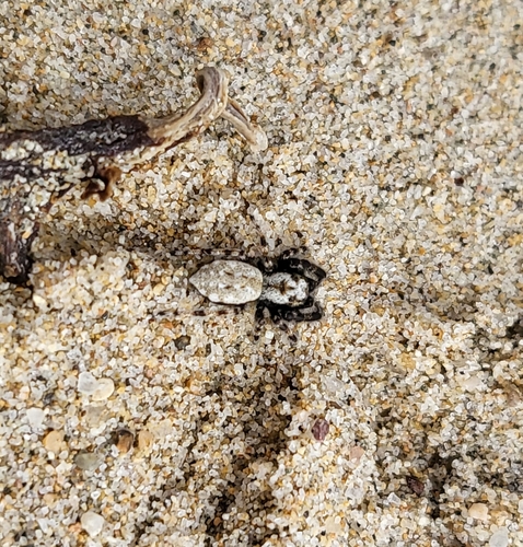 Intertidal Jumping Spider photo 4