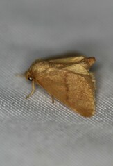 Tortricidia pallida