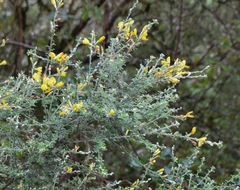 Genista canariensis image