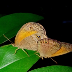 Pharneuptychia