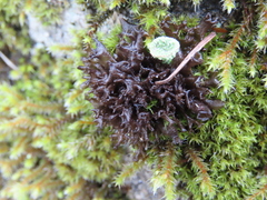 Scytinium palmatum