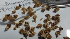 Sanicula bipinnatifida