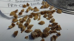 Sanicula bipinnatifida