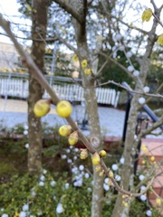 Chimonanthus praecox