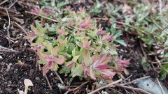 Castilleja levisecta