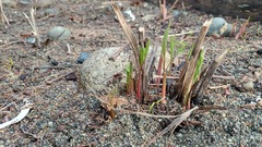 Lomatium nudicaule