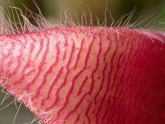 Stapelia grandiflora