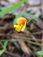 Zornia dyctiocarpa