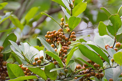 Monteverdia obtusifolia