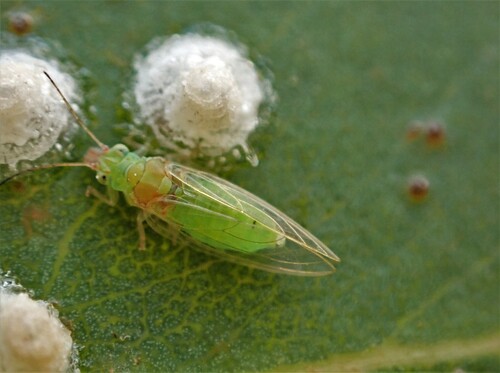 Red Gum Lerp Psyllid