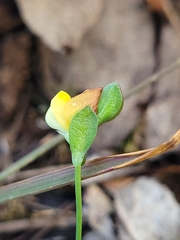 Zornia dyctiocarpa
