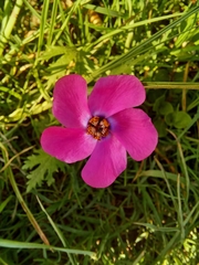 Modiolastrum gilliesii