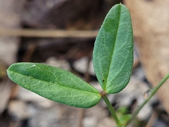 Zornia dyctiocarpa