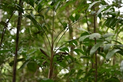 Bactris tomentosa