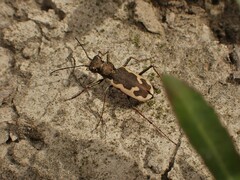 Neocicindela latecincta